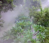 fog system for landscaping and evaporative cooling